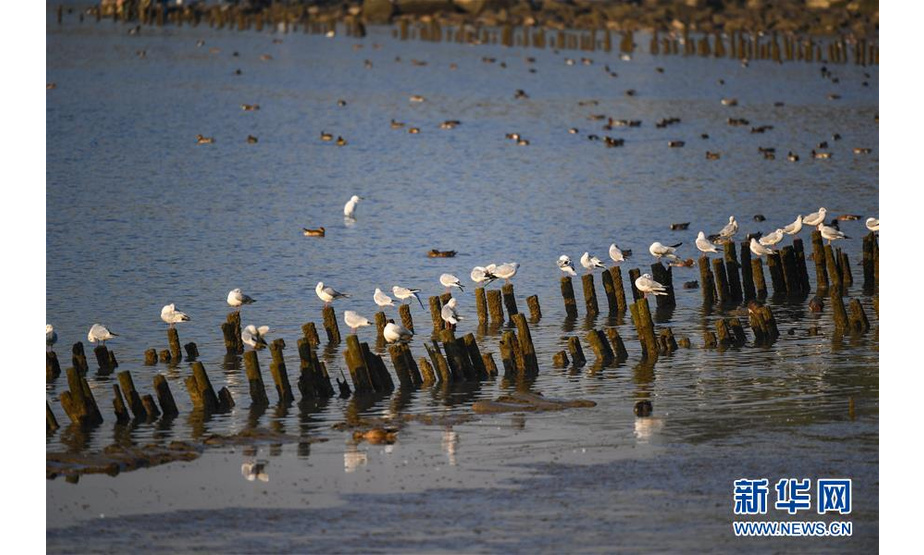 12月11日，水鸟在深圳湾栖息、觅食。新华社记者 毛思倩 摄