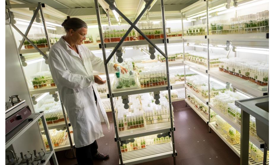 当地时间6月30日，奥地利维也纳自然资源与生命科学大学实验室内，植物生物技术教授Margit Laimer观察玻璃器皿中的植物。
