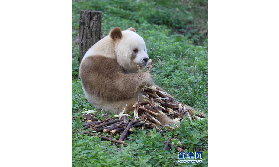 　　9月17日，“七仔”在位于陕西西安的秦岭大熊猫研究中心吃竹笋。 生活在陕西西安秦岭大熊猫研究中心的“七仔”是世界唯一圈养棕色大熊猫。今年11岁的“七仔”因独特的毛色与憨态可掬的吃相走红网络，深受大家喜爱。在工作人员的悉心照料下，目前“七仔”身体状况良好。 新华社记者 梁娟 摄


