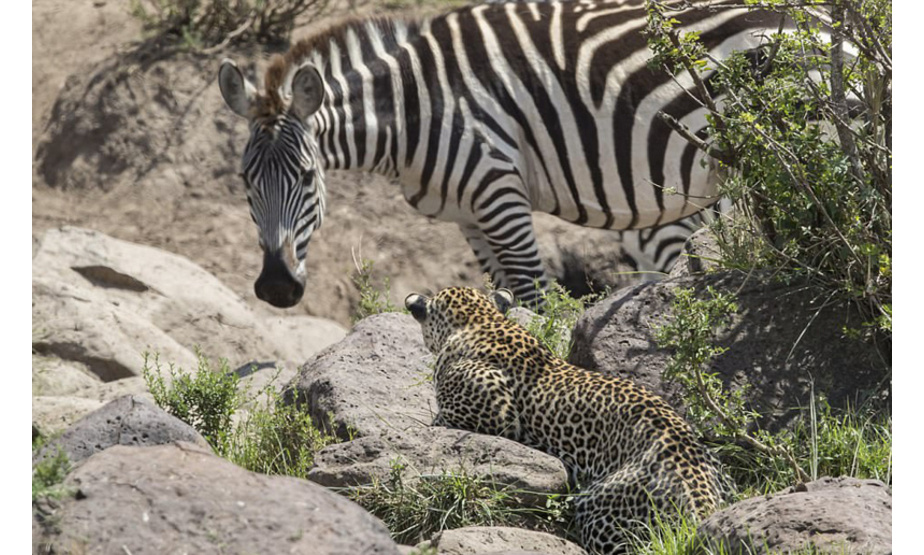近日，英国摄影师保罗•哥德斯坦(Paul Goldstein)分享了一组他在肯尼亚马赛马拉保护区拍摄的精彩照片，记录了一只年轻的花豹勇敢向猎物发起攻击却以失败告终的瞬间。