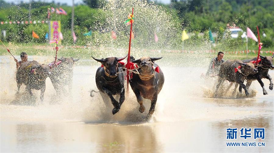 13日，在泰国春武里府赛牛节上，参赛者驾驭水牛参加比赛。新华社发（拉亨摄）