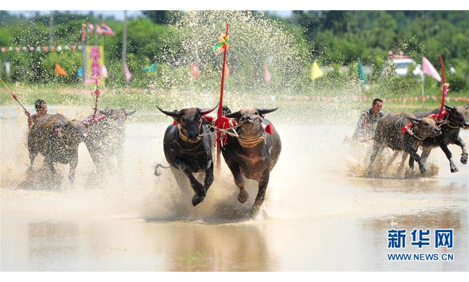 13日，在泰国春武里府赛牛节上，参赛者驾驭水牛参加比赛。新华社发（拉亨摄）