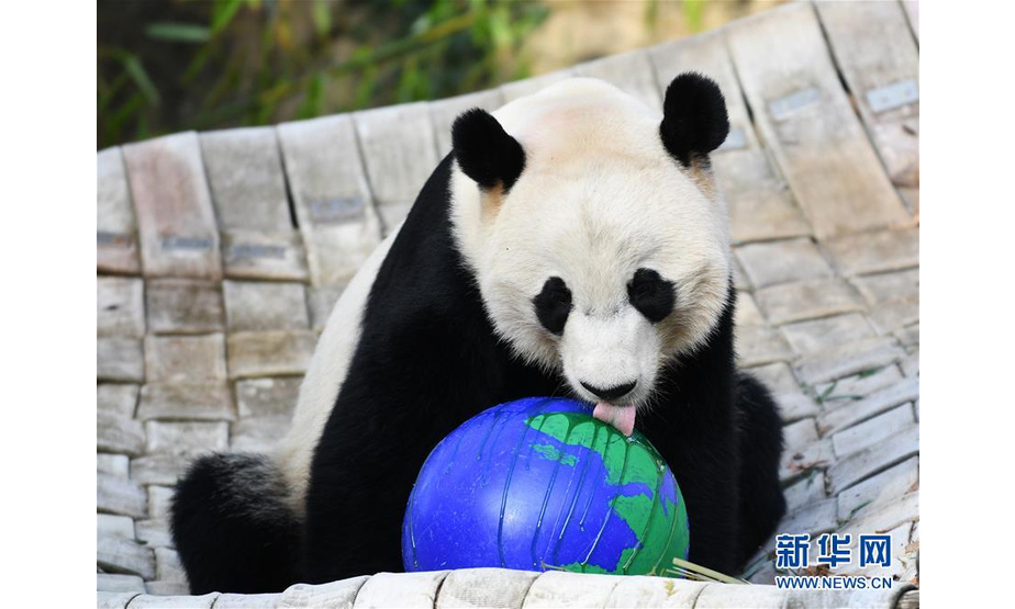 11月11日，在美国华盛顿，中国旅美雄性大熊猫“贝贝”在美国国家动物园玩耍。新华社记者 刘杰 摄
