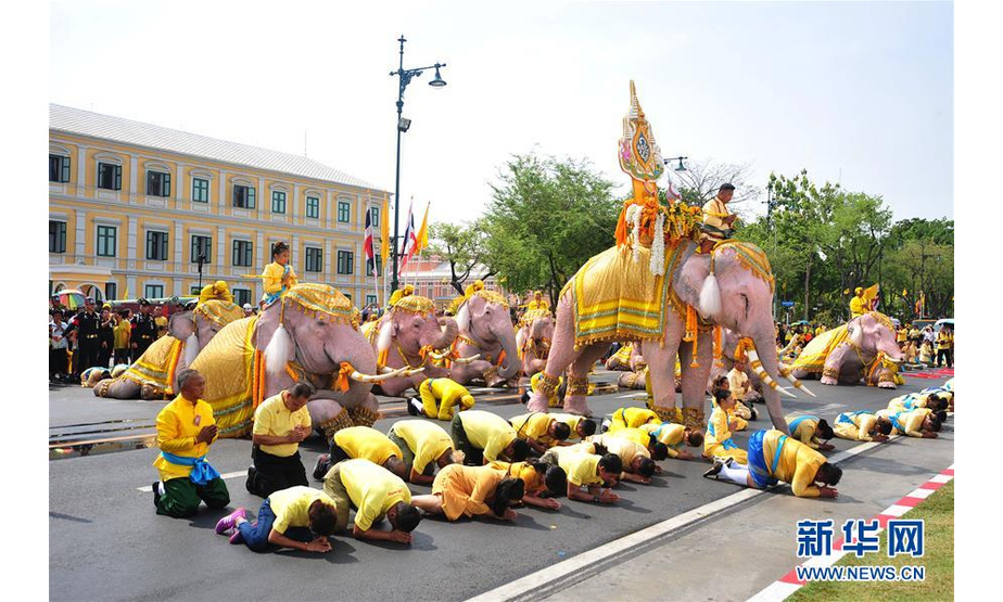 5月7日，在泰国曼谷，驯象师引领“白象”在大王宫前向国王画像行跪拜礼。当日，10头来自泰国大城府被染色的大象在驯象师的引领下来到曼谷大王宫附近向国王画像行跪拜礼，以表尊敬。新华社发（拉亨 摄）