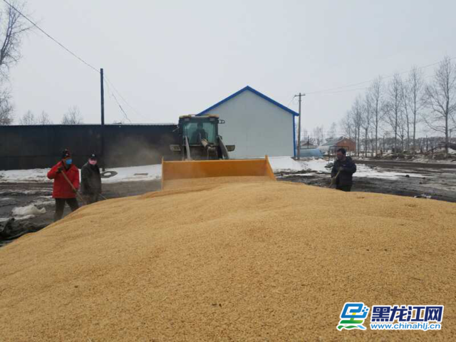 密山大豆种植业观察：种子是丰收的关键