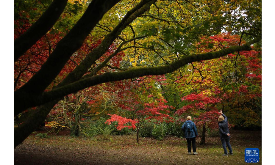 10月27日，游客在英国格洛斯特郡的韦斯顿伯特植物园欣赏秋景。

　　新华社发（蒂姆·爱尔兰摄）