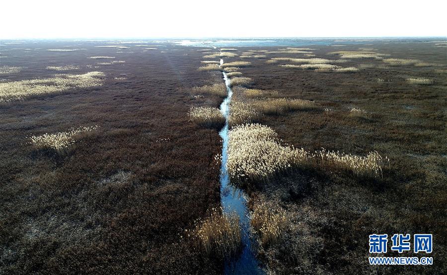 这是天津南部的北大港湿地（2017年11月15日无人机拍摄）。
 
　　近日，天津市发布了《天津市生态保护红线》，陆海统筹划定生态保护红线总面积1393.79平方公里（扣除重叠），占全市陆海总面积的9.91%。 新华社记者 岳月伟 摄 
