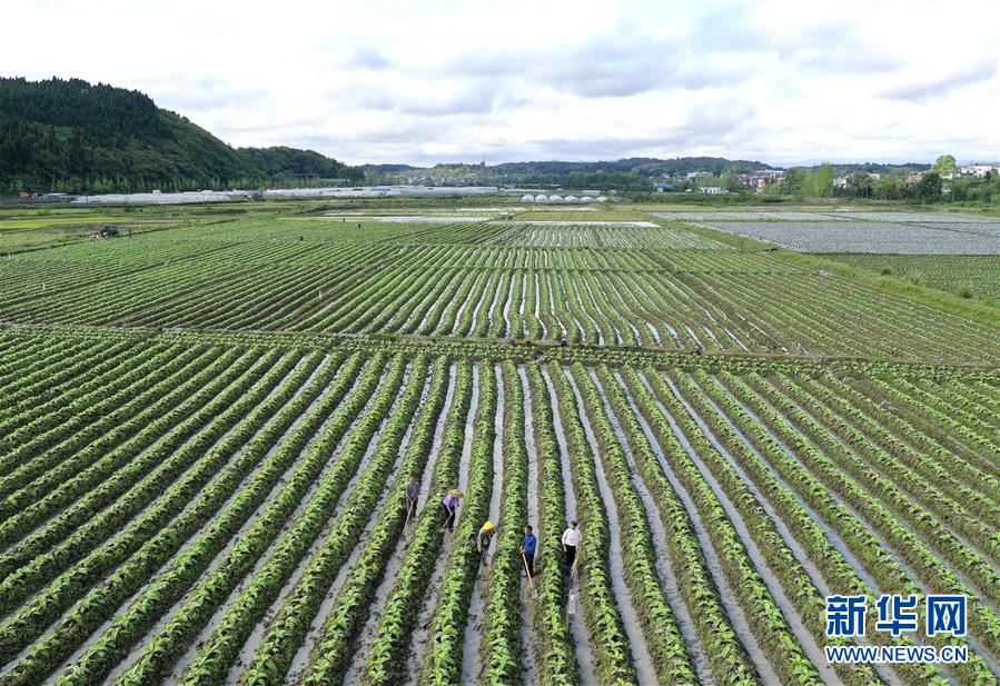 4月16日，湖南省道县梅花镇宜阳村，村民在田地里劳作。 谷雨将至，雨水充沛，田间树林处处绿意盎然，生机勃勃。 新华社发（何红福 摄）