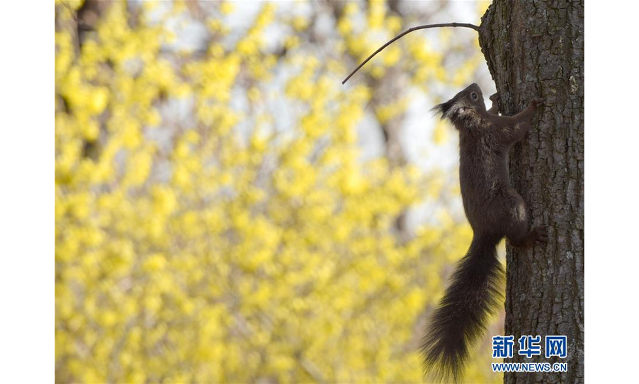 3月21日，一只松鼠在奥地利维也纳美泉宫公园内玩耍。 当日，奥地利维也纳天气晴好。初春时节，维也纳著名景点美泉宫公园内景色美丽，引人入胜。 新华社记者郭晨摄