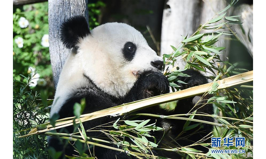 　这是5月17日在奥地利维也纳美泉宫动物园拍摄的大熊猫“阳阳”。 新华社记者 郭晨 摄