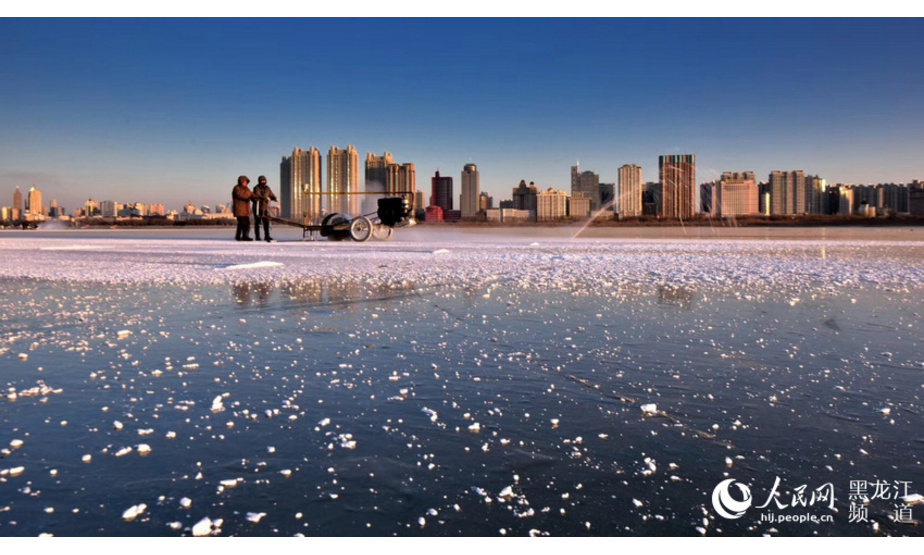 人民网哈尔滨12月7日电（焦洋）来自气象部门的统计，哈尔滨市区已经36天没有效降雪。12月7日，节气大雪。未来几天，哈尔滨的气温仍持续偏低，7日夜间最低气温可降至-22℃左右，“贫雪”的冰城依然保持着“高冷”的气质，丝毫无降雪的迹象。

近期，随着气温的急剧下降，松花江上晶莹剔透的冰也开始进行切割开采，为哈尔滨市各冰雪旅游景区提供建筑冰坯。经过20余天紧锣密鼓地施工后，哈尔滨将再现冰雪童话世界。

图片由郭伟成拍摄。