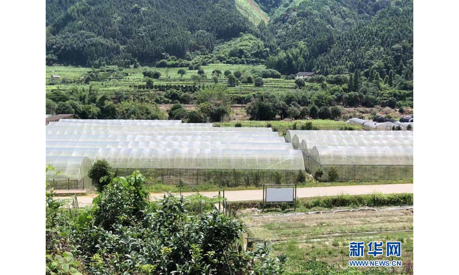 这是驿马村种植的新品罗汉果大棚（7月24日摄）。  新华社记者 夏军 摄
