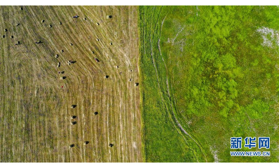 8月14日，新疆特克斯县的牧民在喀拉峻草原上“打草”，为牲畜准备秋冬草料（无人机拍摄）。 喀拉峻草原位于新疆伊犁河谷的特克斯县境内，山峦连绵起伏，线条柔美，层次分明，犹如一幅大气磅礴的天然画卷。 新华社记者 胡虎虎 摄