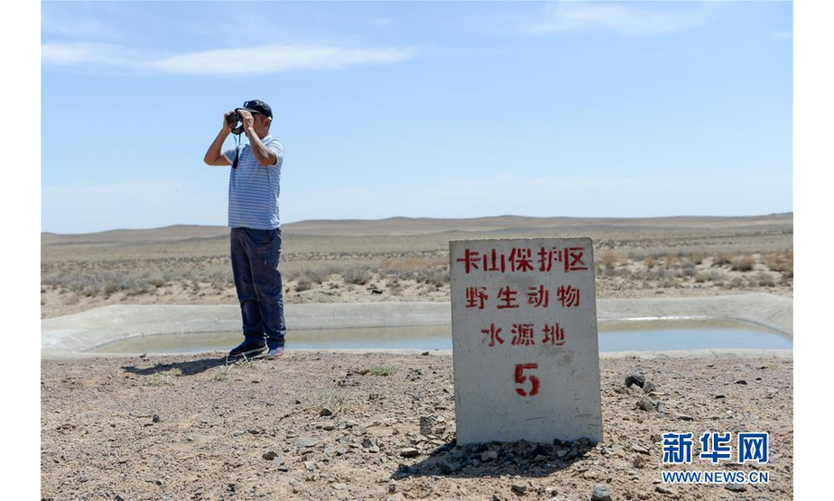 　在新疆卡拉麦里山有蹄类野生动物自然保护区一处水源地，与普氏野马相伴19年的阿达比亚特观察远处的野马（6月3日摄）。新华社记者 丁磊 摄