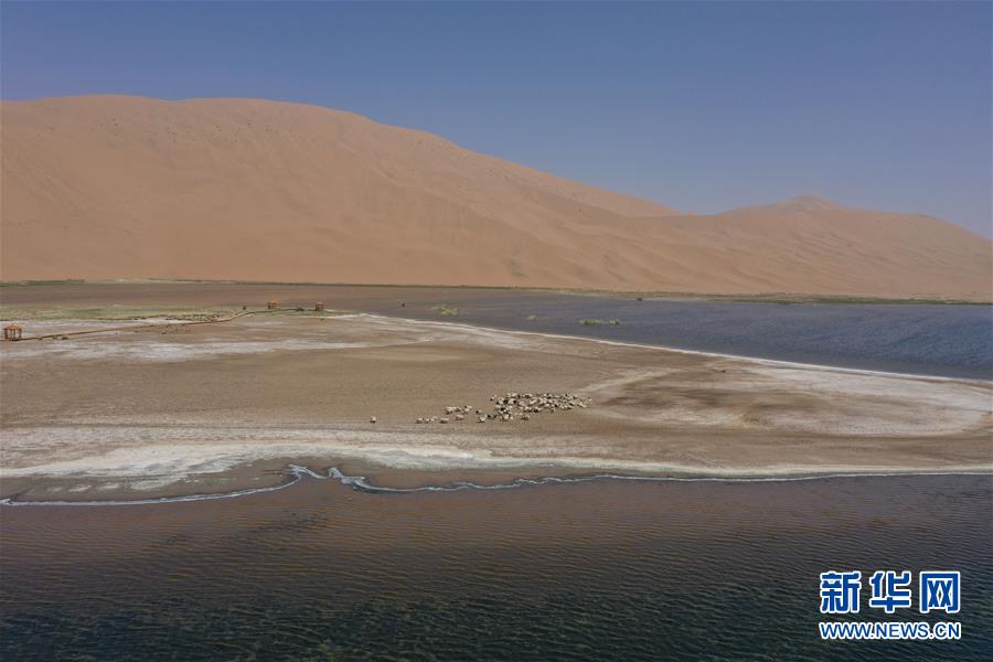 5月31日，羊群在巴丹吉林沙漠音德日图湖湖畔休憩（无人机照片）。新华社记者 徐钦 摄