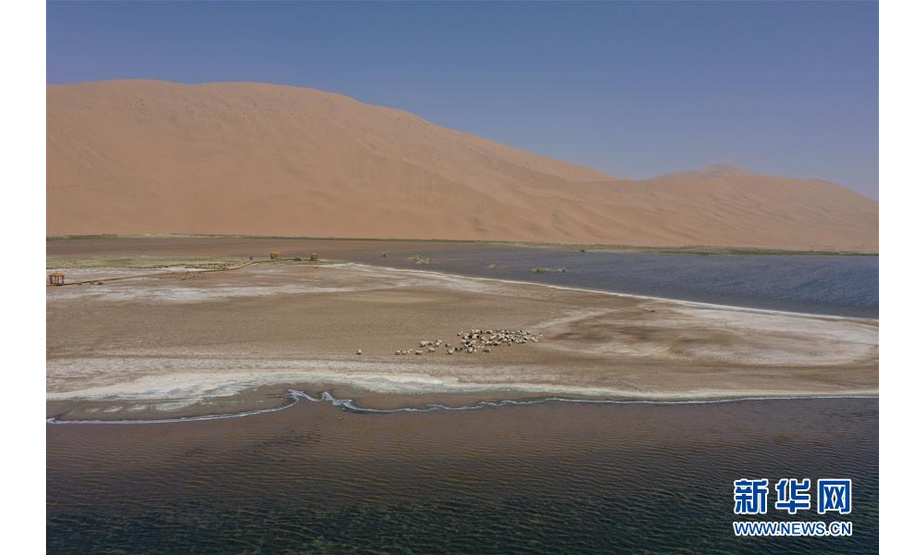 5月31日，羊群在巴丹吉林沙漠音德日图湖湖畔休憩（无人机照片）。新华社记者 徐钦 摄