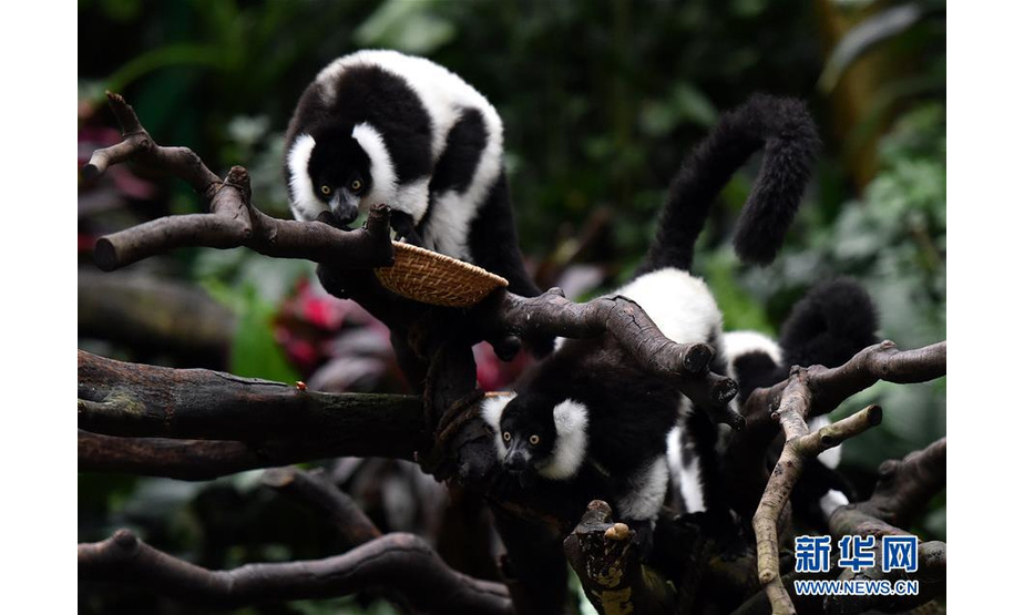 3月6日，在广州长隆野生动物世界，斑狐猴三胞胎在树枝上进食。新华社记者刘大伟 摄