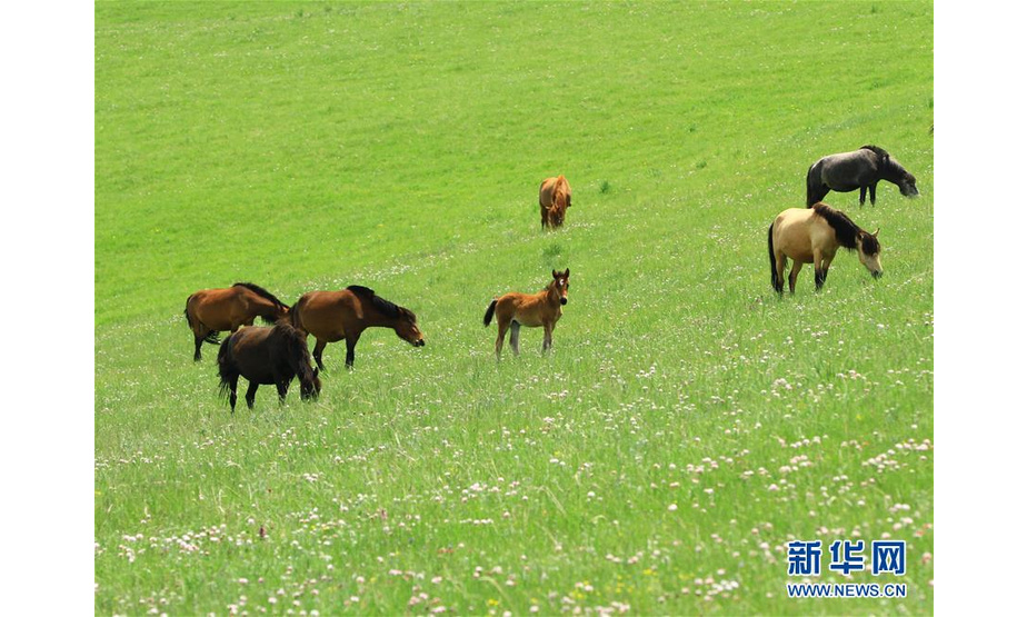 7月10日，马群在甘肃山丹马场一场的草原上觅食。 盛夏时节，甘肃山丹马场草原上鲜花盛开，绿草如茵，马群在悠闲地觅食嬉戏。 新华社发（陈礼 摄）