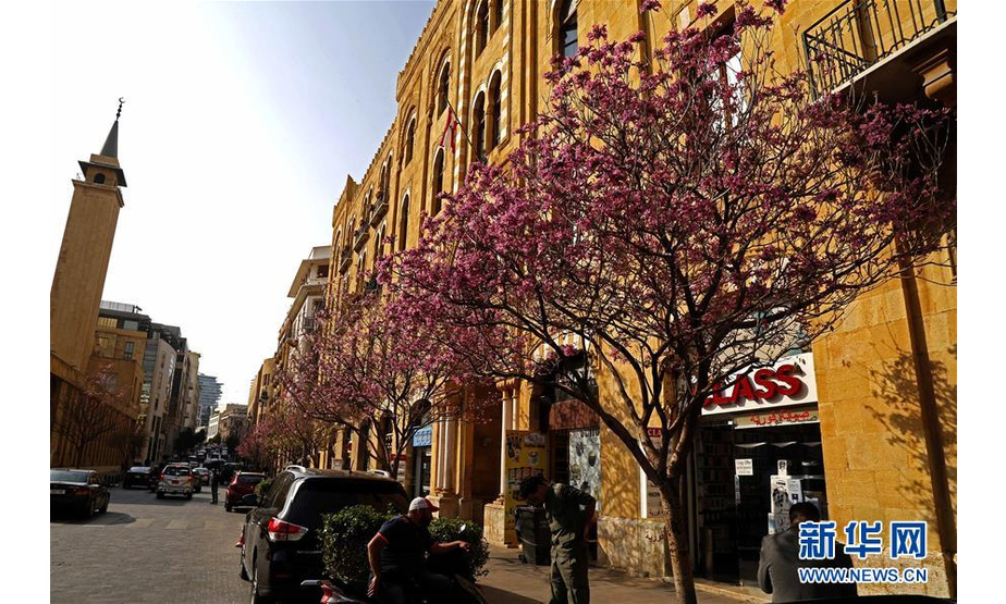 3月13日，在黎巴嫩首都贝鲁特市中心，街道旁树木上的花儿盛开。 新华社发（比拉尔·贾维希摄）