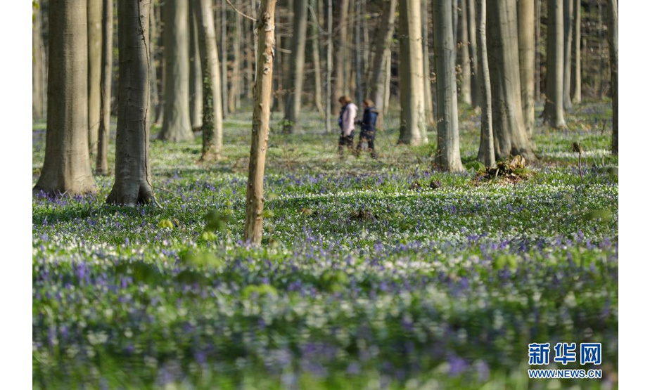 4月17日，游客在比利时哈勒市附近的哈勒森林散步。

　　每年春天，比利时哈勒森林里大片蓝铃花盛开，远望去，森林像覆盖了一层紫色的地毯，这里因此被称为“紫花森林”。

　　新华社记者 郑焕松 摄