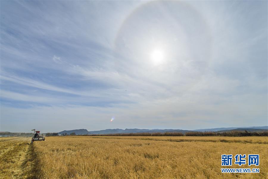 在吉林省和龙市光东村稻田里，农民驾驶收割机收获成熟的水稻（10月10日摄）。 金秋时节，稻谷飘香。吉林省延边朝鲜族自治州进入水稻收获季，田间地头金黄遍野，稻浪滚滚，一派丰收景象。 新华社记者 许畅 摄