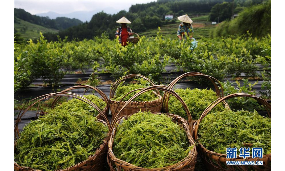 7月11日，村民在重庆市黔江区邻鄂镇五马顶社区藤茶基地采摘藤茶。 新华社发（杨敏 摄）