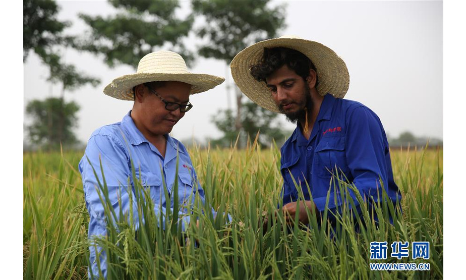 2019年7月10日，在巴基斯坦东部旁遮普省首府拉合尔西南郊，农业专家龙春久（左）与育种站助理研究员瓦西姆·瓦希德在稻田里进行杂交水稻选种试验。 新华社记者 蒋超 摄