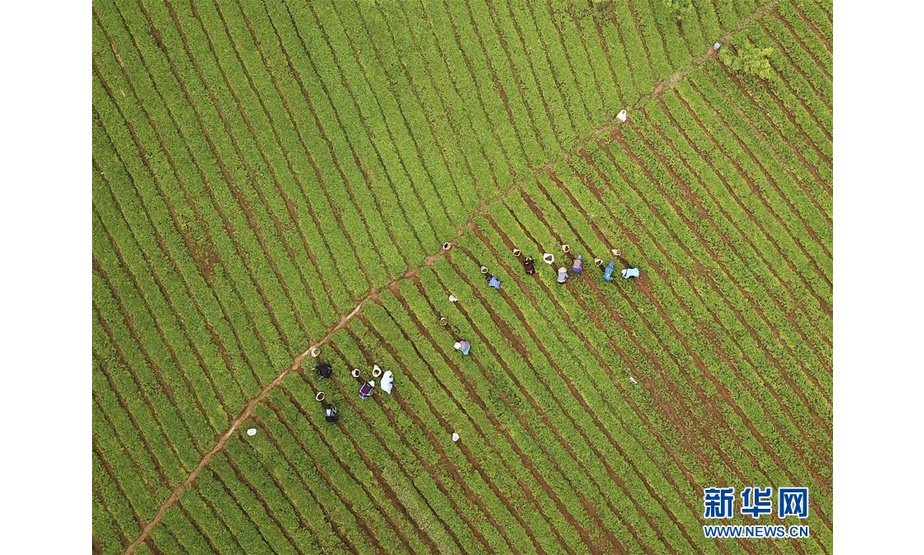 4月21日，村民在贵州省丹寨县兴仁镇甲脚村一处太子参种植基地劳作（无人机拍摄）。新华社发（黄晓海 摄）
