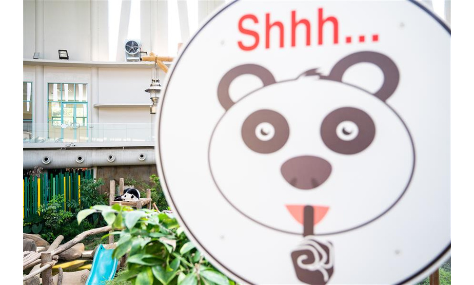 1月14日，在马来西亚吉隆坡附近的马来西亚国家动物园，大熊猫宝宝“谊谊”在睡觉。马来西亚国家动物园14日为在马出生的第二只雌性大熊猫宝宝“谊谊”庆祝两周岁生日。新华社记者 朱炜 摄