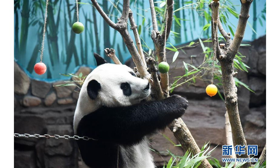 　　7月15日，济南野生动物世界的大熊猫“二喜”在享用园区工作人员为它准备的包裹着冰块的水果。新华社记者 王凯 摄

