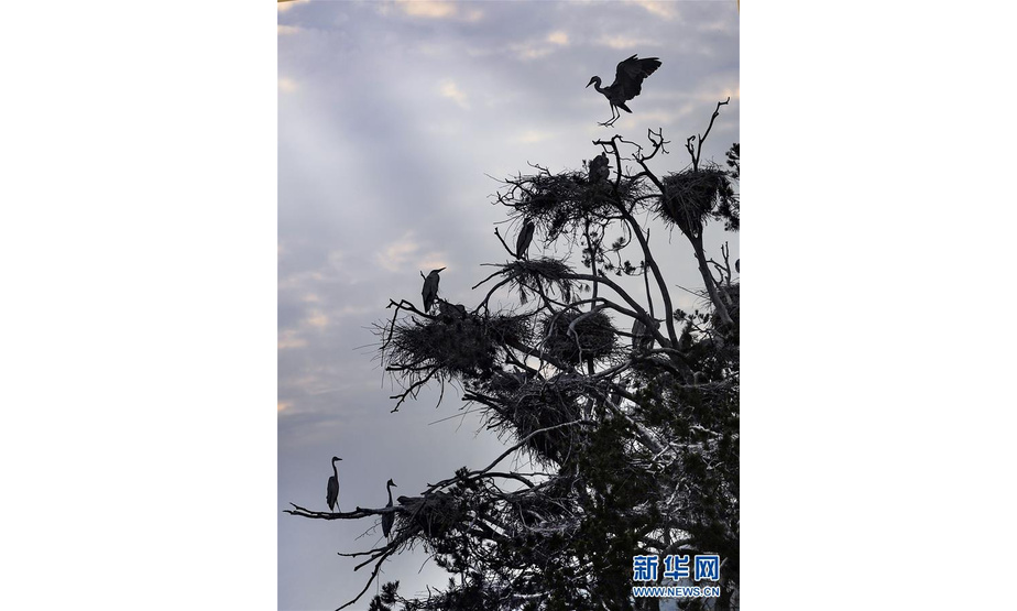 6月18日，晚归的苍鹭栖息在白皮松树上。 在秦岭深处的陕西省洛南县石坡镇周湾村，每年春天都有近百只苍鹭从南方迁徙而来，在山坡上3棵相拥而立的高大白皮松树上筑巢垒窝、展翅翱翔，成为当地一处独有的自然景观。 新华社记者陶明摄