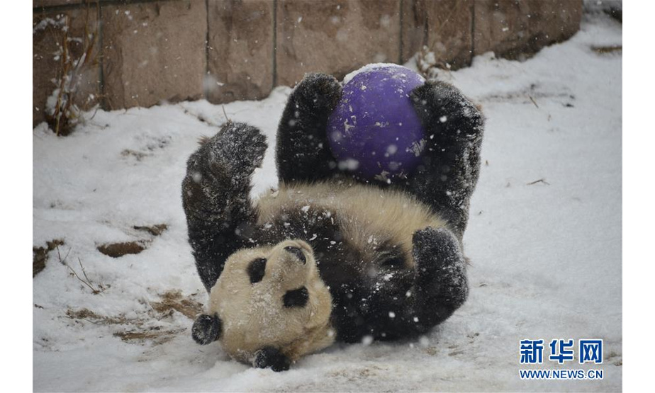 2月12日，北京动物园的大熊猫在雪中耍球。（樊甲山 摄）