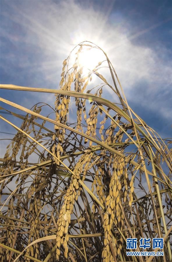 这是10月10日在吉林省和龙市光东村拍摄的成熟的稻穗。 金秋时节，稻谷飘香，吉林省延边朝鲜族自治州进入水稻收获季，田间地头金黄遍野，稻浪滚滚，一派丰收景象。 新华社记者 许畅 摄