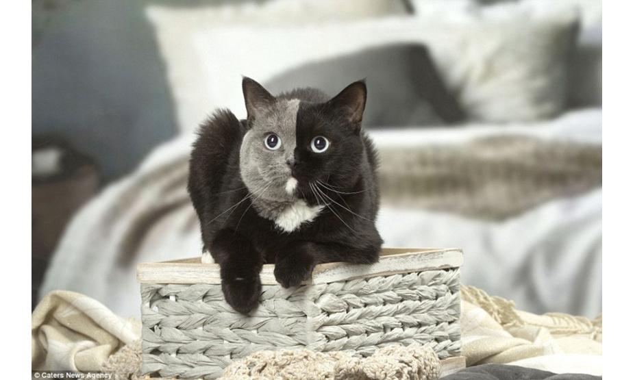 和所有的猫咪一样，这只小猫也爱钻箱子。