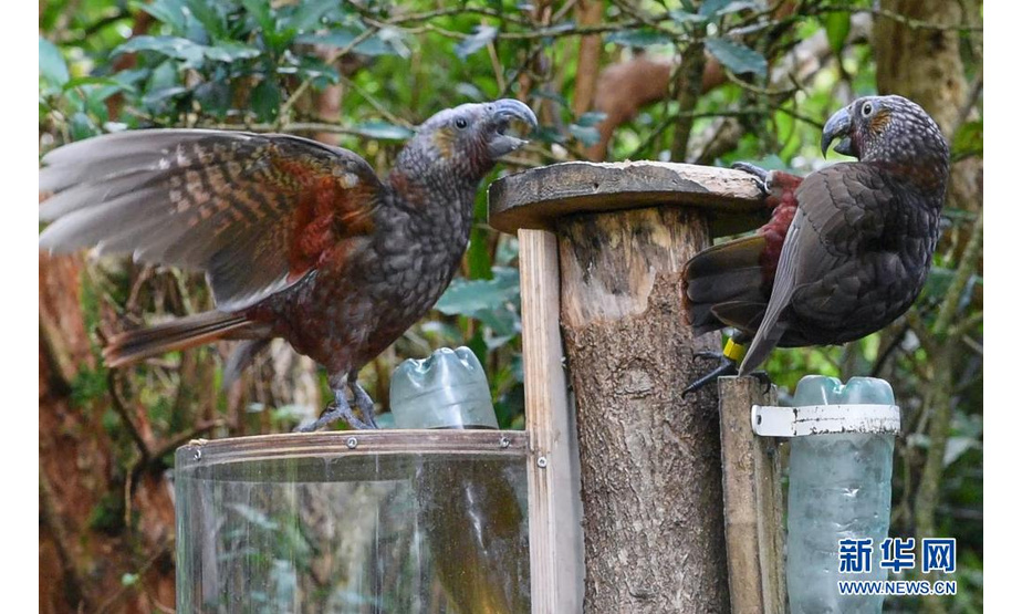 这是在新西兰首都惠灵顿齐兰迪亚自然保护区拍摄的卡卡鹦鹉（2021年5月16日摄）。新华社记者 郭磊 摄