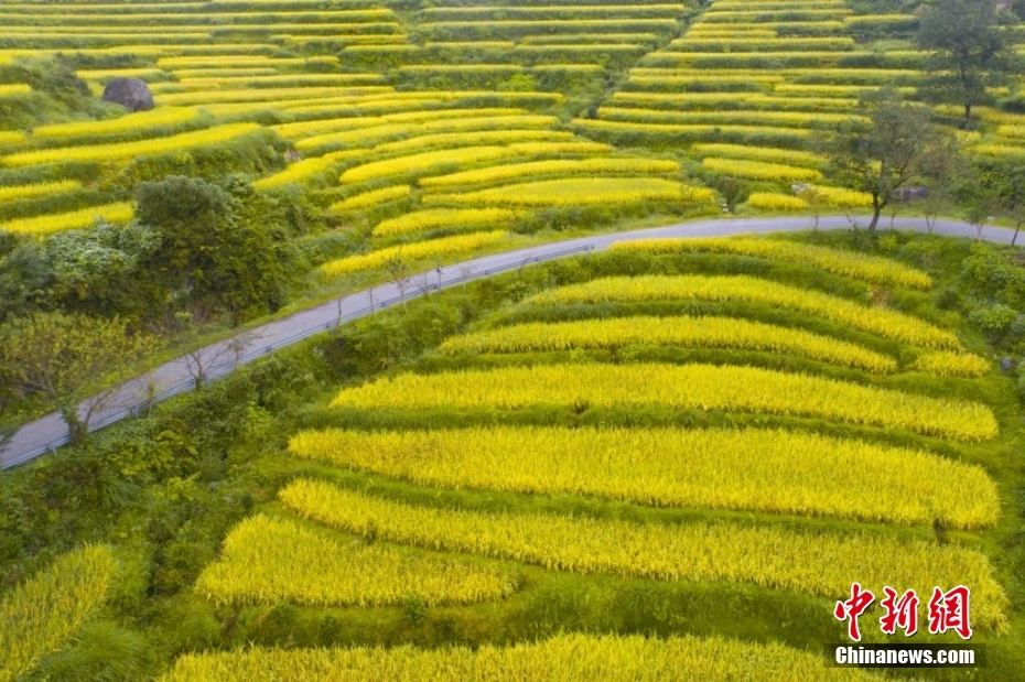 金秋九月，正是丰收的季节，在“中国最美的乡村”江西婺源，一幅壮丽的“金色画卷”正铺满整个大地。层层叠叠的金色梯田依山铺展，蜿蜒灵动，田野间黑白相间的徽派建筑点缀其中，构成了一幅绝美的丰收画卷。詹东华 摄