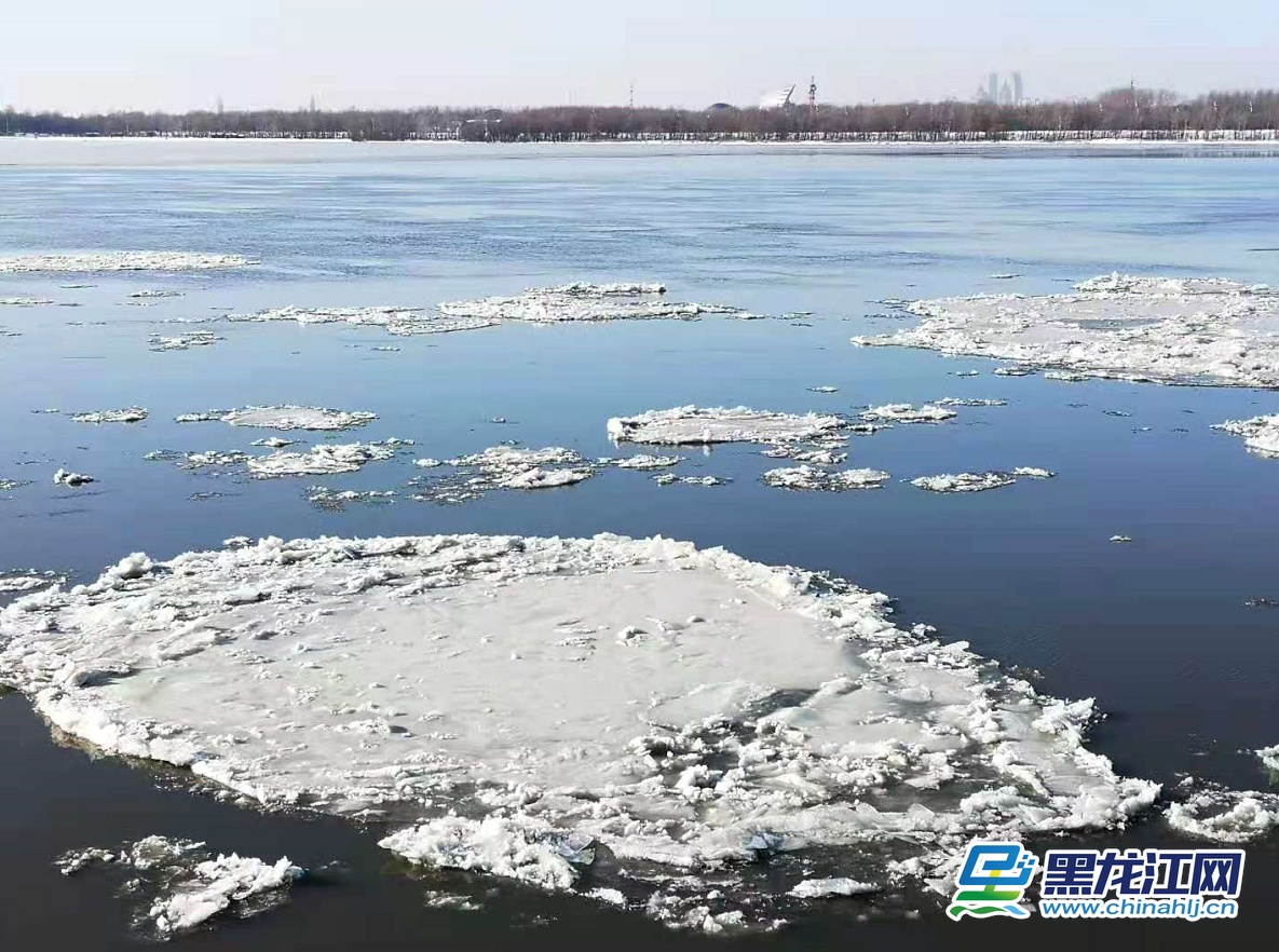 随着气温大幅下降，松花江封江在即。11月20日，哈尔滨市区内的松花江面上大块的冰排顺流而下，吸引了许多市民前来观看美景。（记者 白林鹤）