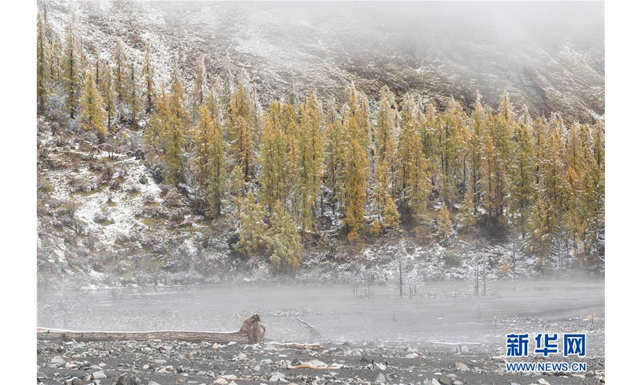 这是10月21日在玛嘉沟拍摄的白雪和雾气掩映下的彩林。新华社记者 江宏景 摄