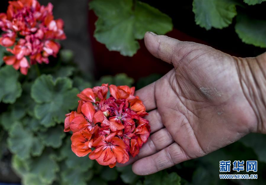 以花为媒 打造美好生活 黑龙江网