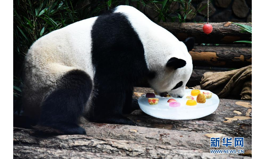 7月15日，济南野生动物世界的大熊猫“二喜”在享用园区工作人员为它准备的包裹着冰块的水果。 新华社记者 王凯 摄