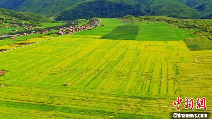油菜花海里的“乡村振兴”字样。　安源 摄