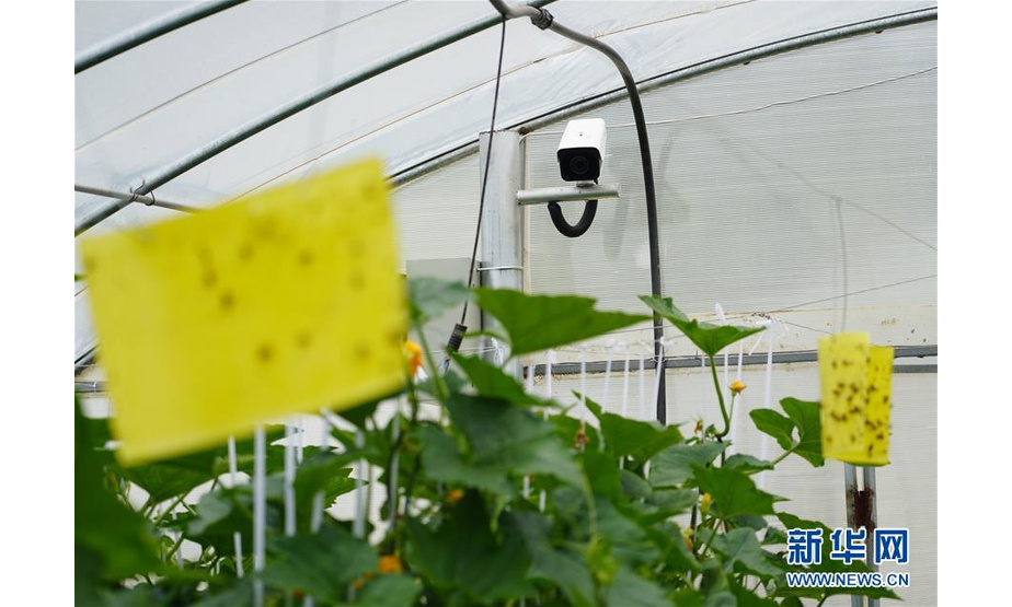 这是在太白县绿蕾农业专业合作社大棚内安装的监控摄像头、粘虫板等设施（7月11日摄）。新华社记者 邵瑞 摄