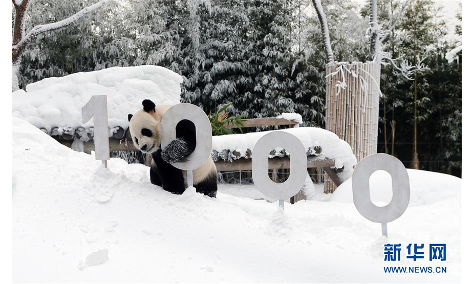1月15日，在韩国京畿道龙仁市的爱宝乐园“熊猫世界”，大熊猫“乐宝”在雪地里玩耍。

　　当日，“熊猫世界”开业1000天。这里饲养着来自中国的旅韩大熊猫“爱宝”和“乐宝”。

　　新华社发（爱宝乐园供图）