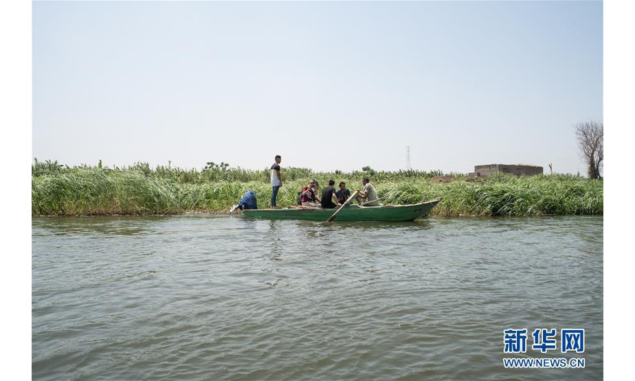 “在中国人来之前，我完全不知道该怎么‘对付’这么多野生小龙虾。”今年40岁的阿卜杜拉娴熟地捏着刚刚从河中捕捞上来、还在舞动着钳爪的新鲜小龙虾。作为尼罗河流域近5万捕虾、收虾渔民中的一员，他坦言最初对小龙虾十分不看好。6月10日，在埃及米努夫省，记者近距离观察渔民如何捕捞小龙虾。新华社记者邬惠我摄