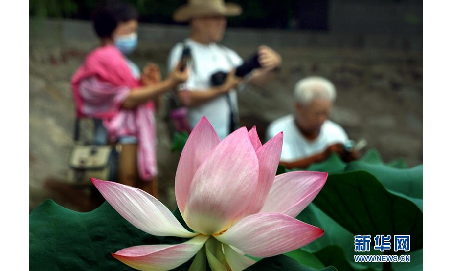 6月30日，市民在河南郑州紫荆山公园内拍摄荷花。新华社记者 李安 摄