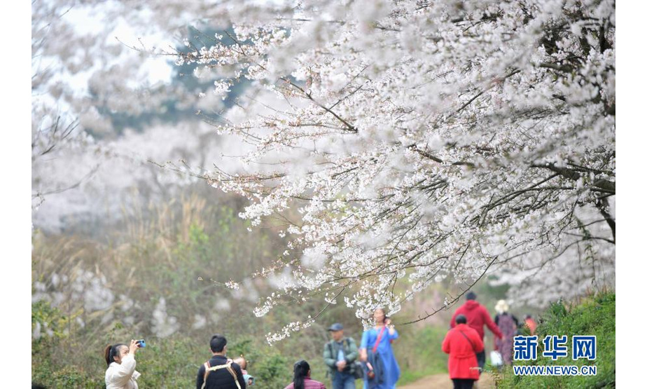 
3月11日，游人在贵州省贵安新区的樱花园内赏花游玩。

春季里，贵州省贵安新区红枫湖畔的樱花园内樱花绽放，花海如云似雪，吸引游人踏春赏樱。

新华社发（张晖 摄）