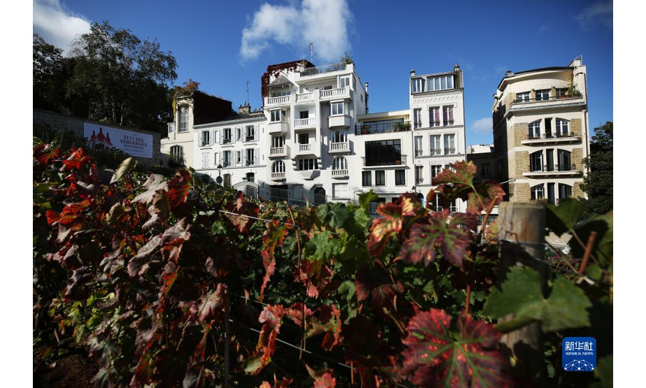 这是10月6日拍摄的法国巴黎蒙马特高地葡萄园。

　　蒙马特葡萄园由巴黎市政府创建于1933年，占地面积1556平方米，种植了20多种葡萄，从1934年开始每年会在秋季葡萄成熟之时举办大型葡萄丰收节。葡萄园平日不对外开放，只在丰收节期间短暂开放，需要提前预约参观。本届丰收节于10月6日至10日举办。

　　新华社记者 高静 摄