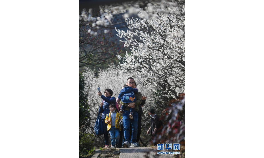 2月7日，游客在超山景区赏梅。