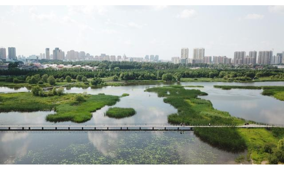 7月1日，市民在哈尔滨文化中心湿地公园游玩（无人机照片）。时下，黑龙江省各处湿地水草丰美，绿意醉人，湿地与城市和谐共生。 新华社记者 王建威 摄影报道