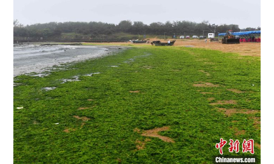 6月17日，山东省青岛市一处景区的海滩上，浒苔被海浪冲上岸边。　王海滨 摄